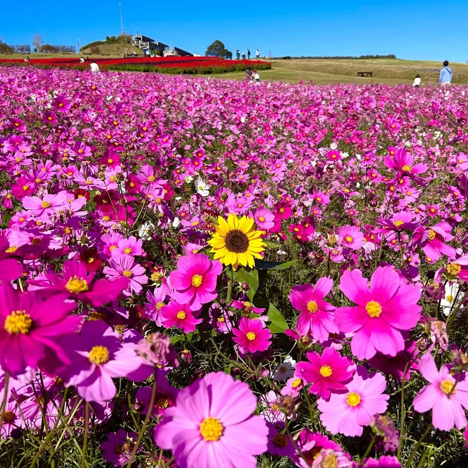 あわじ花さじきのコスモスとひまわり