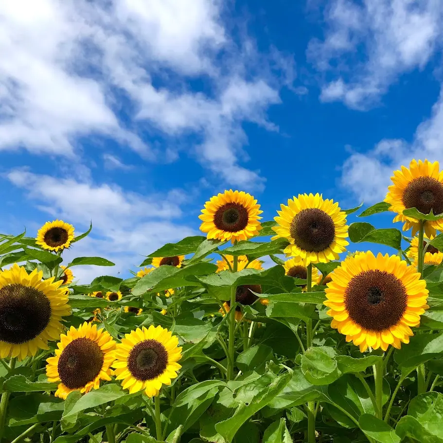あわじ花さじきのひまわり