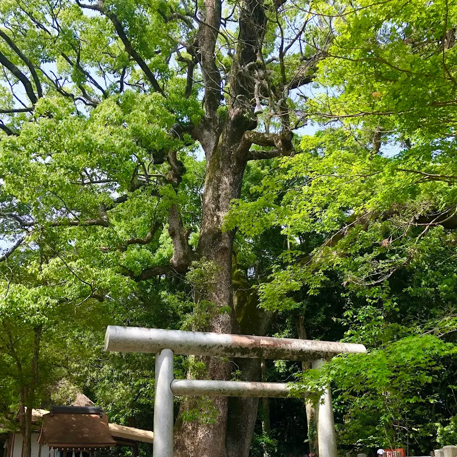 伊弉諾神宮(いざなぎじんぐう)のご神木