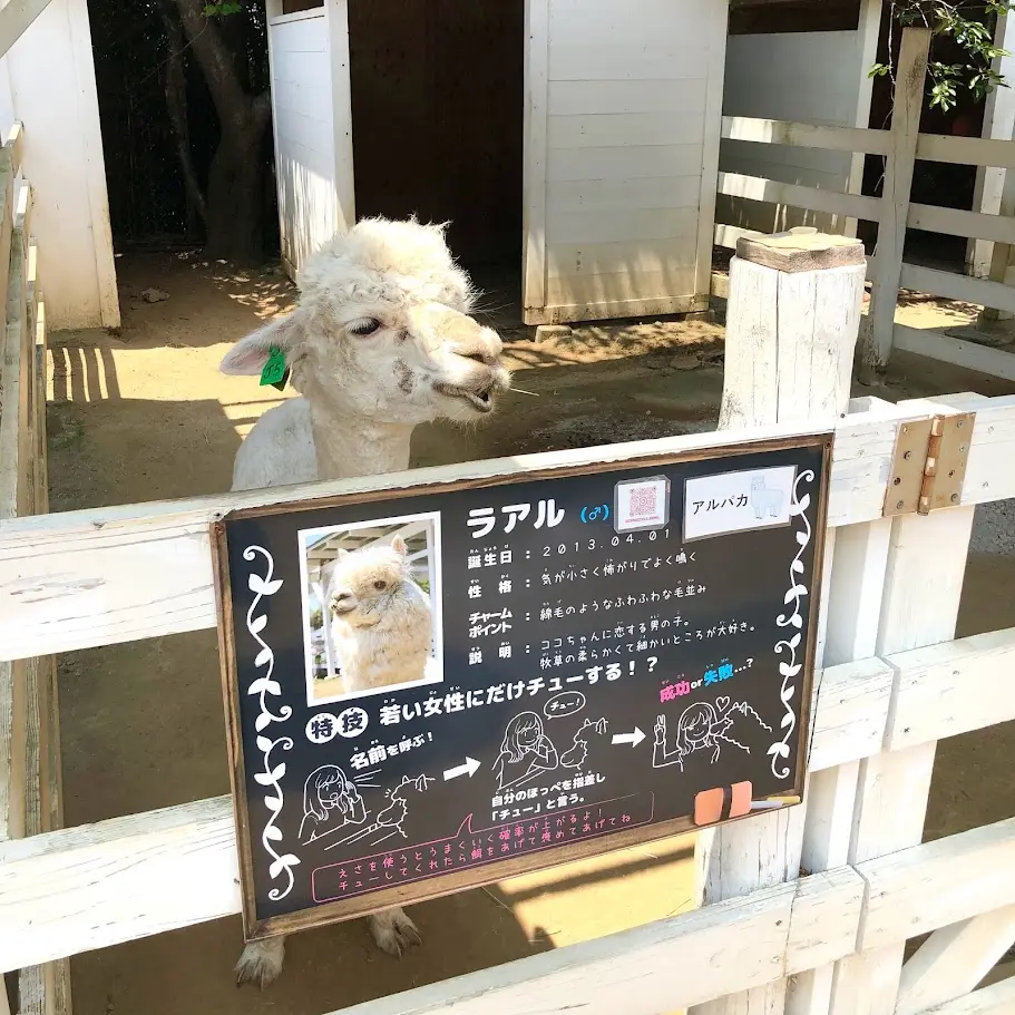 のじま動物園のアルパカ