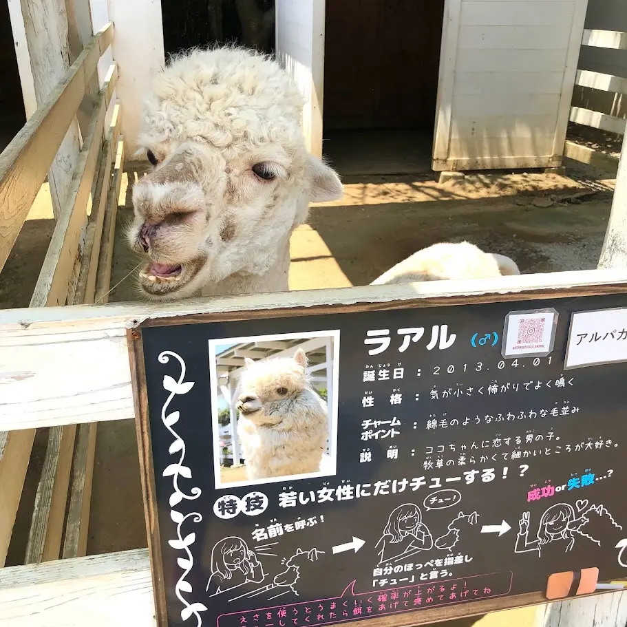 のじま動物園のアルパカのラアル