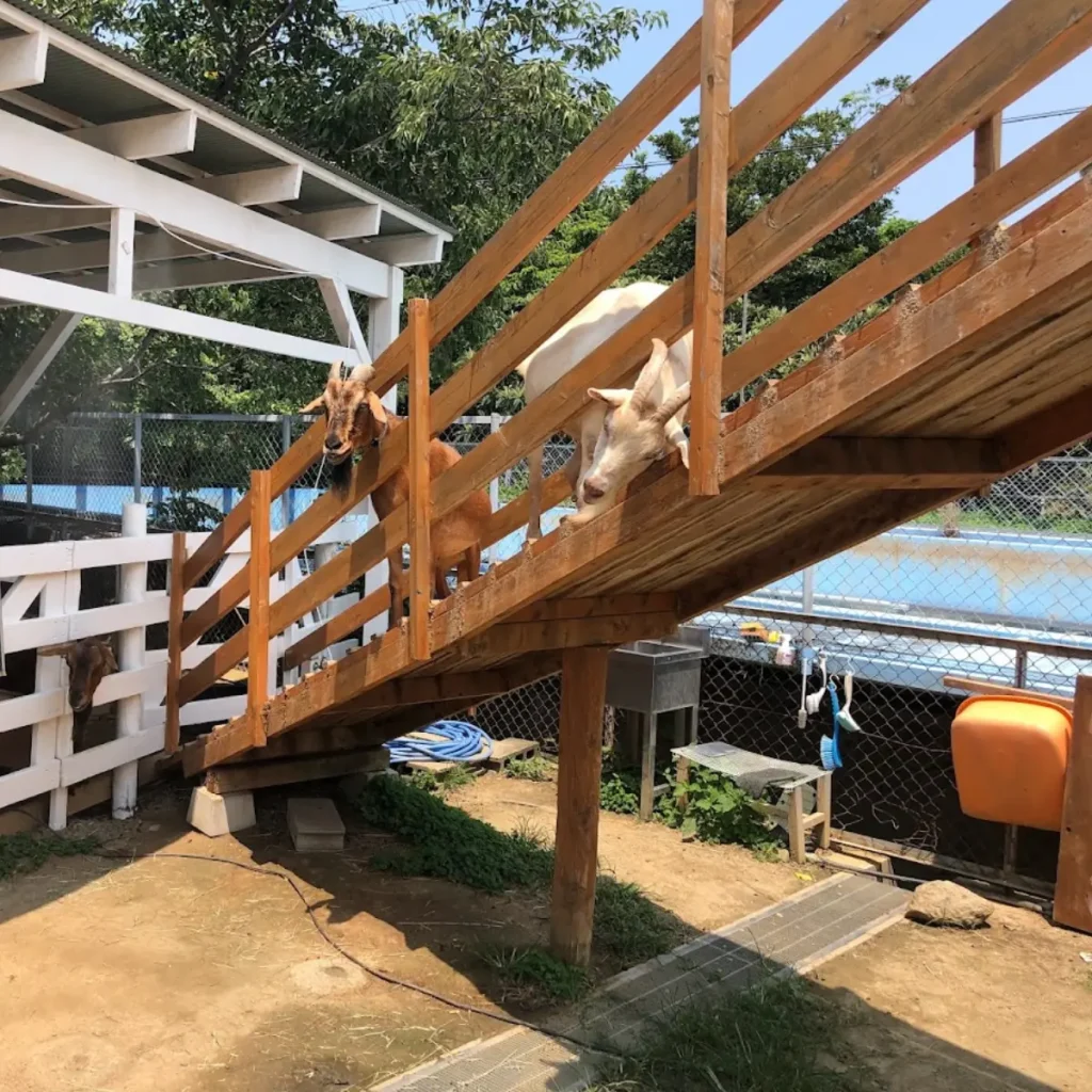 のじま動物園の動物たち