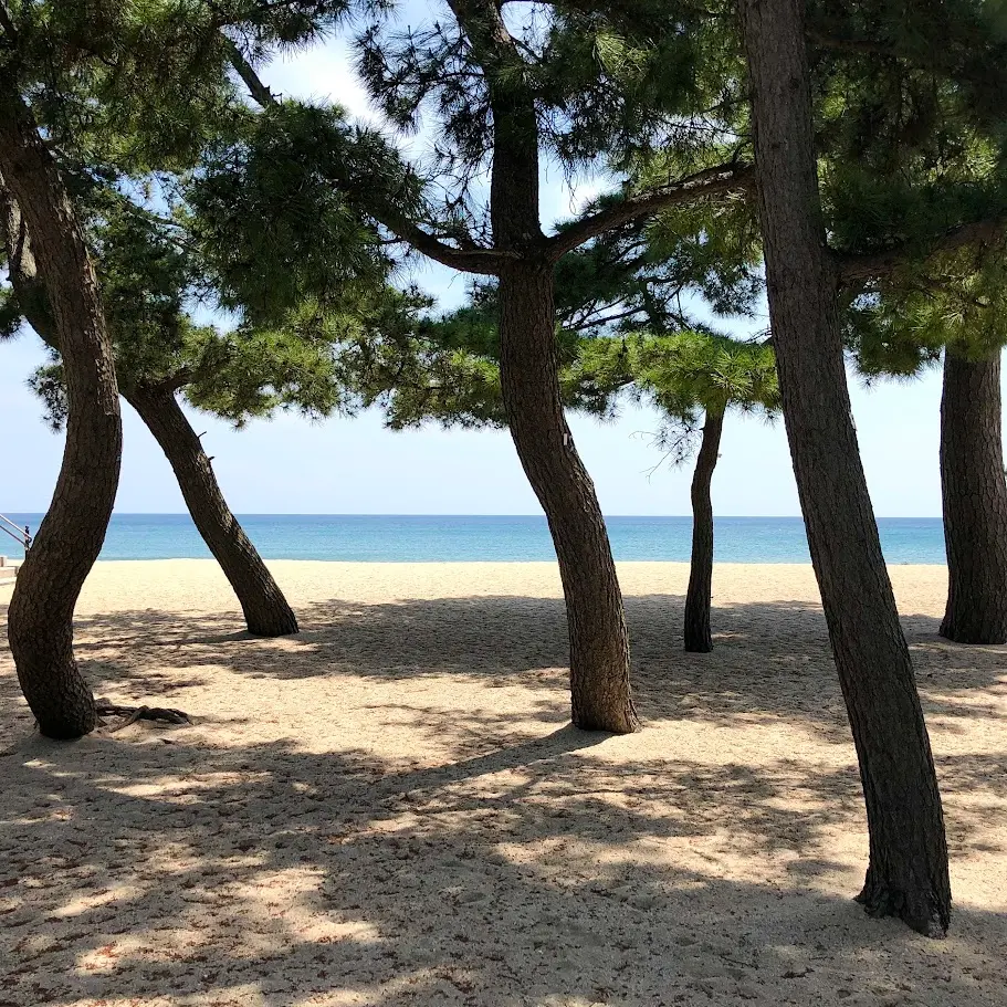 大浜海水浴場の松の木とビーチ